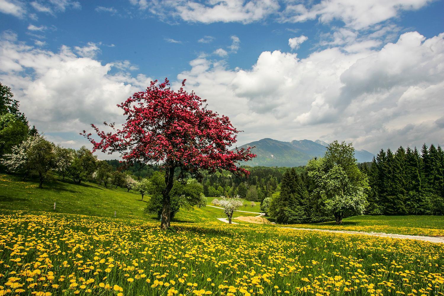 Goldenfields Apartment Kranj Bagian luar foto